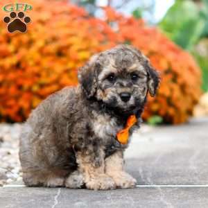 Milo, Bich-Poo Puppy